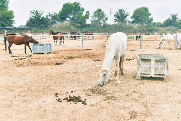 Roztomilí Koně Farmě — Stock fotografie