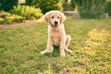 Güzel ve sevimli Golden Retriever köpek yavrusu parkta yeşil çimlerin üzerinde oturmuş eğleniyor. Güzel labrador safkan köpek.