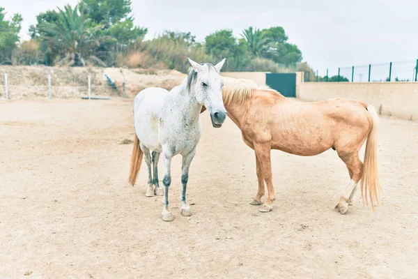 Entzückende Pferde Auf Dem Bauernhof — Stockfoto
