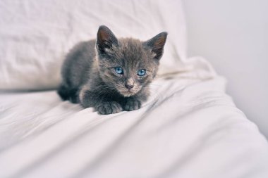 Yatakta yatan sevimli gri kedi..