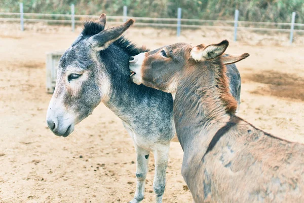 Adorable Donkeys Kissing Farm — Stock Photo, Image