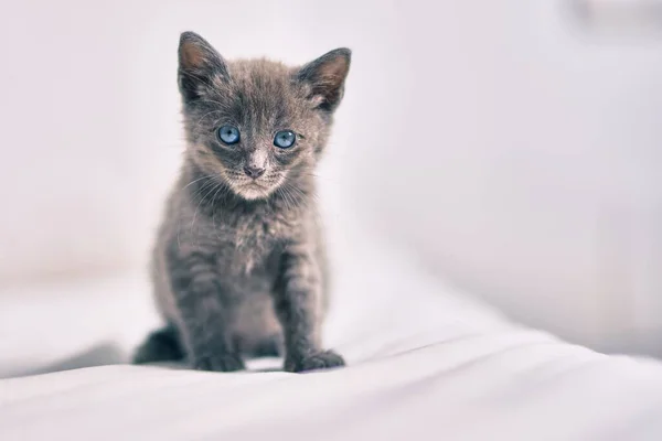 Bedårande Grå Katt Avkopplande Vid Sängen — Stockfoto