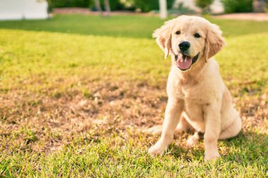 Güzel ve sevimli Golden Retriever köpek yavrusu parkta yeşil çimlerin üzerinde oturmuş eğleniyor. Güzel labrador safkan köpek.