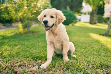 Güzel ve sevimli Golden Retriever köpek yavrusu parkta yeşil çimlerin üzerinde oturmuş eğleniyor. Güzel labrador safkan köpek.