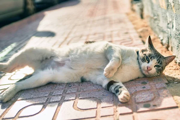 Sokakta Yatan Mavi Gözlü Güzel Bir Sokak Kedisi — Stok fotoğraf