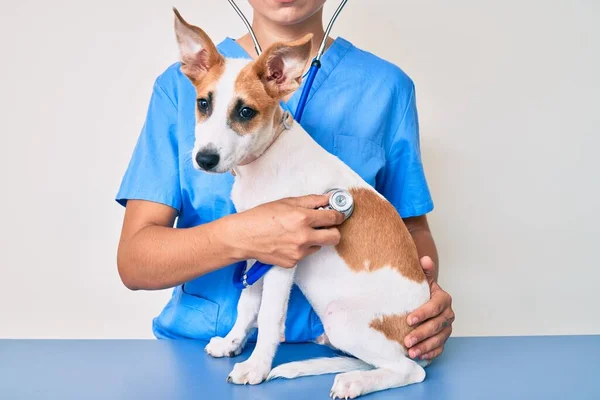 Joven Cachorro Veterinario Chequeo Salud Perro Examinador Profesional Usando Estetoscopio — Foto de Stock