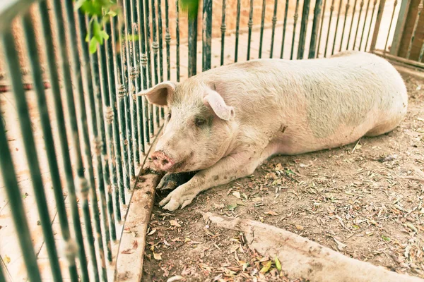可敬的猪躺在农场的地板上 — 图库照片