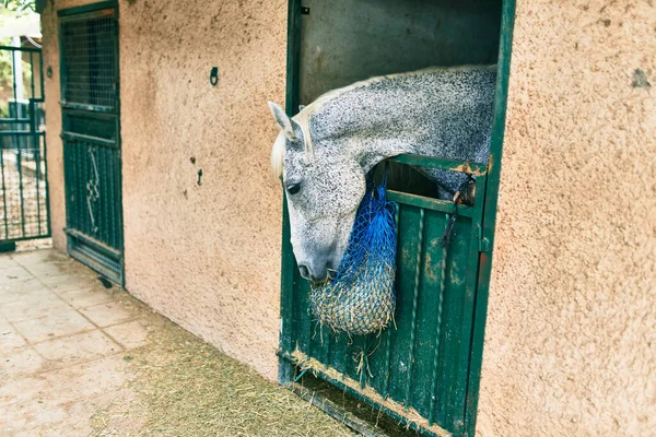 Liebenswertes Pferd Stall — Stockfoto