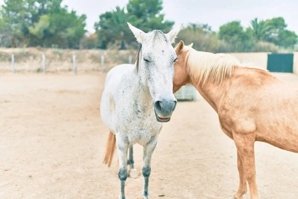 Chevaux Adorables Ferme — Photo