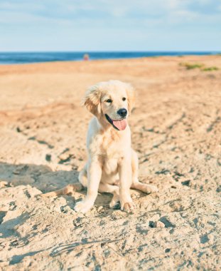 Güzel ve sevimli Golden Retriever köpek yavrusu kumsalda oturmuş eğleniyor. Yazın sahilde safkan labrador.