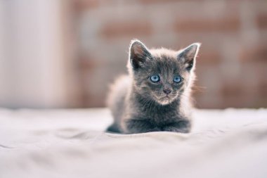 Yatakta yatan sevimli gri kedi..