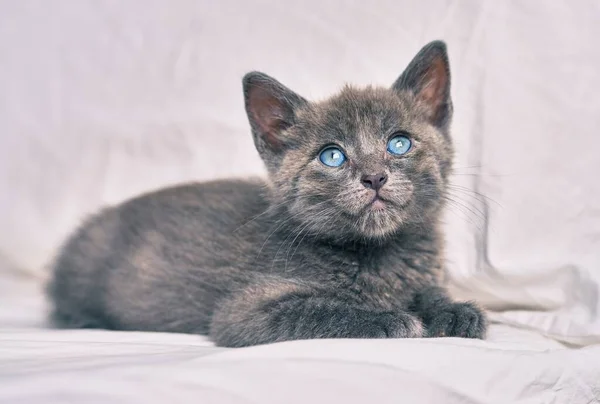 Adorável Gato Cinza Deitado Cama — Fotografia de Stock