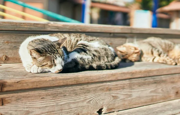 Eine Gruppe Streunender Katzen Die Einem Sonnigen Tag Freien Schlafen — Stockfoto