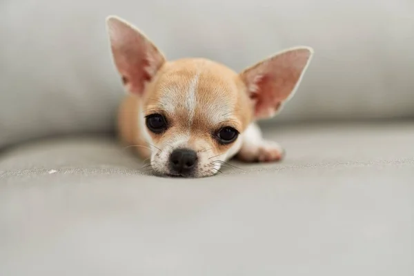 Beautiful Small Dog Chihuahua Lying Resting Sitting Sofa Home — Stock Photo, Image