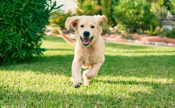 Vacker Och Söt Golden Retriever Valp Hund Har Kul Parken — Stockfoto