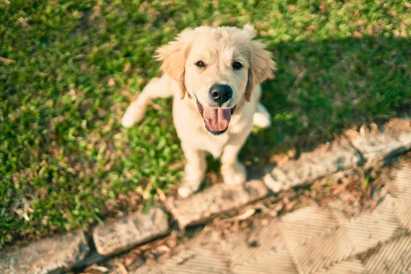 Hermoso Lindo Perro Cachorro Golden Retriever Divertirse Parque Sentado Hierba —  Fotos de Stock