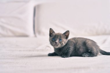 Yatakta yatan sevimli gri kedi..