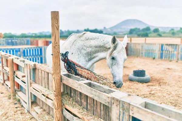 Красивая Лошадь Ферме — стоковое фото