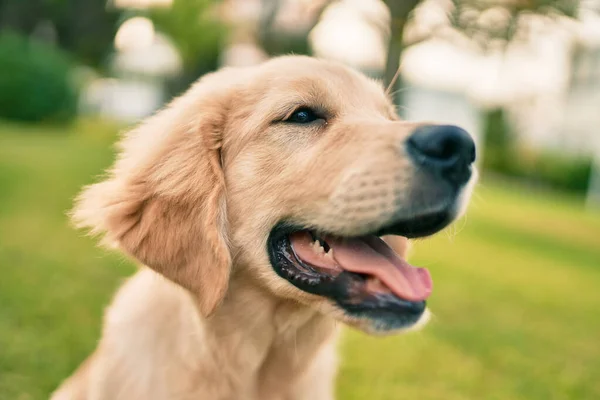 Vacker Och Söt Golden Retriever Valp Hund Har Kul Parken — Stockfoto