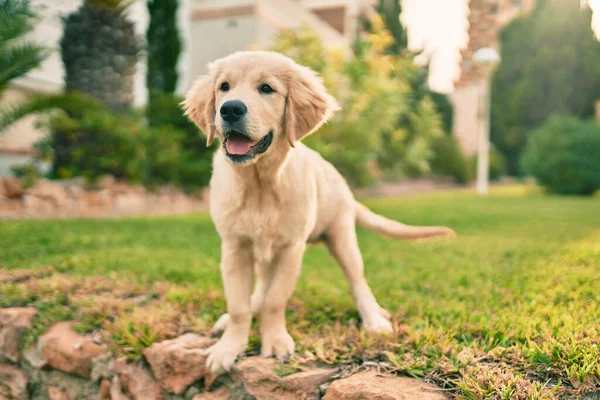 Belle Mignonne Chiot Golden Retriever Amuser Parc Assis Sur Herbe — Photo