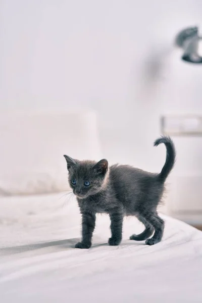 Adorável Gato Cinza Andando Cama — Fotografia de Stock