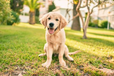 Güzel ve sevimli Golden Retriever köpek yavrusu parkta yeşil çimlerin üzerinde oturmuş eğleniyor. Güzel labrador safkan köpek.