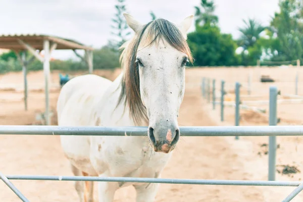 Cavalo Adorável Fazenda — Fotografia de Stock