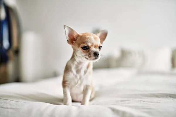 Schöne Kleine Chihuahua Welpen Stehen Auf Dem Bett Neugierig Und — Stockfoto