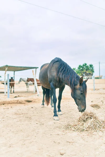 Красивая Лошадь Ферме — стоковое фото
