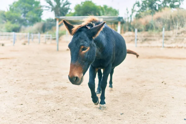 Schattig Paard Boerderij — Stockfoto