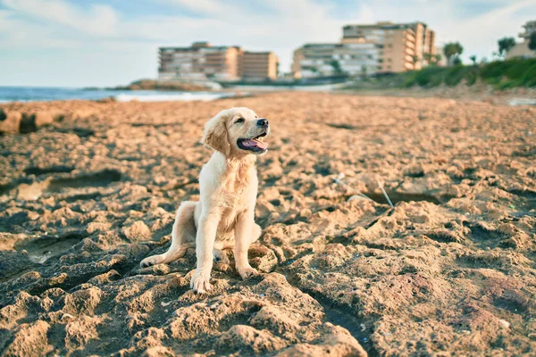 Krásný Roztomilý Zlatý Retrívr Štěně Pes Baví Pláži Sedí Zlatém — Stock fotografie