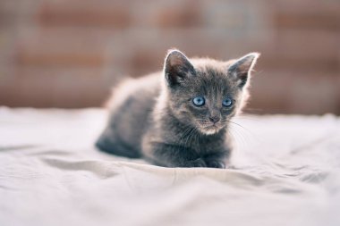 Yatakta yatan sevimli gri kedi..