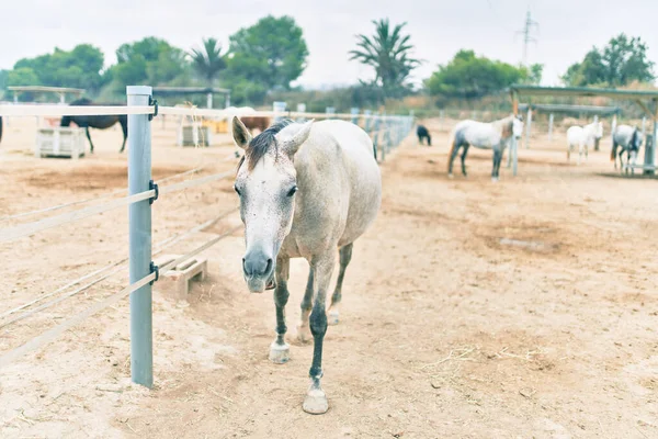 Liebenswertes Pferd Auf Dem Bauernhof — Stockfoto