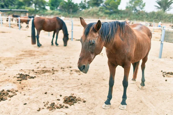 Liebenswertes Pferd Auf Dem Bauernhof — Stockfoto