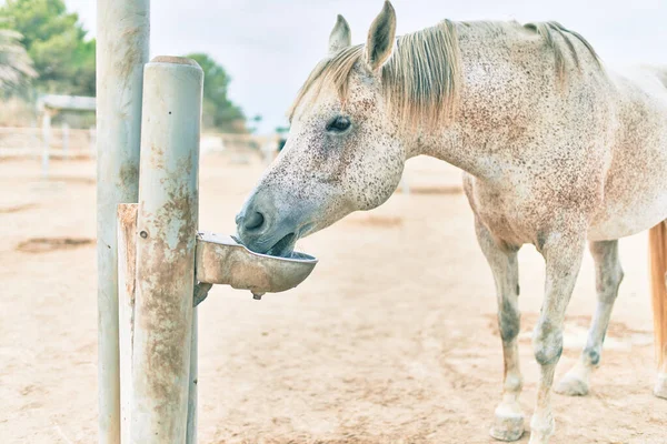 農場での愛らしい馬の飲料水 — ストック写真
