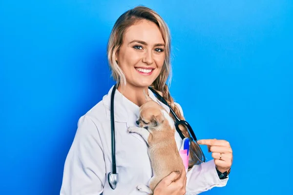 Giovane Donna Veterinaria Bionda Indossa Uniforme Stetoscopio Tenendo Piccolo Chihuhua — Foto Stock