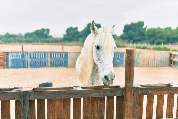 Liebenswertes Pferd Auf Dem Bauernhof — Stockfoto