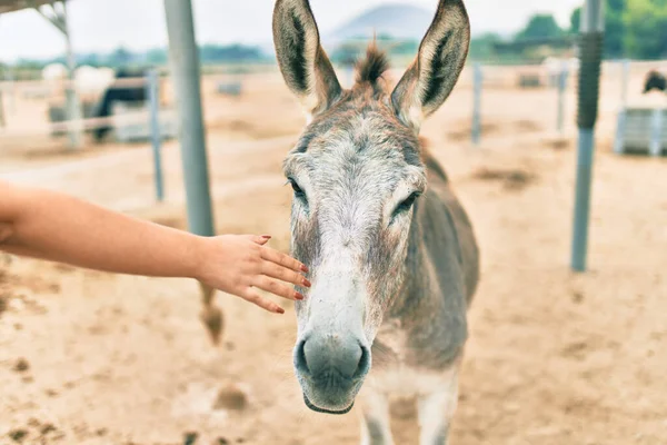 Hand Woman Touching Donkey Farm — Stock Photo, Image
