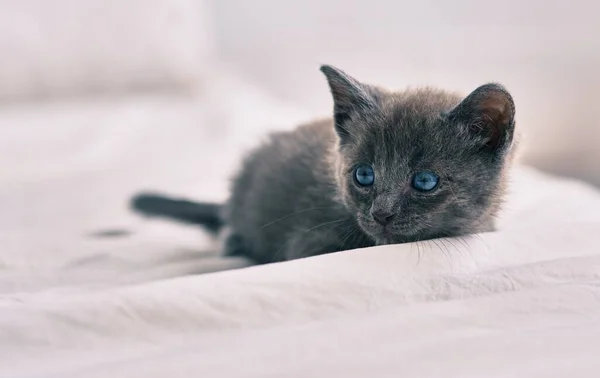 Entzückende Graue Katze Liegt Auf Dem Bett — Stockfoto