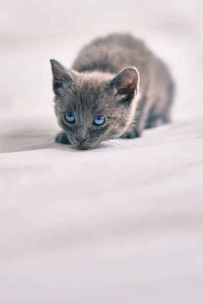 Yatakta Yatan Sevimli Gri Kedi — Stok fotoğraf