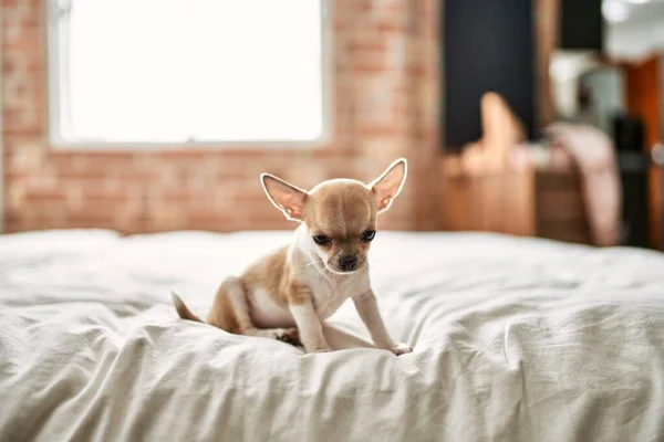 Prachtige Kleine Chihuahua Puppy Die Het Bed Staat Nieuwsgierig Gelukkig — Stockfoto