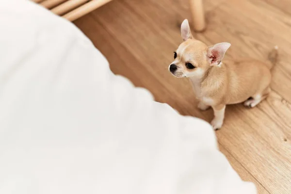 Beautiful Small Dog Chihuahua Trying Get Bed Bedroom Home Waiting — Stock Photo, Image