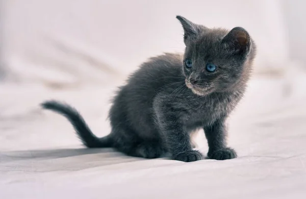 Bedårande Grå Katt Avkopplande Vid Sängen — Stockfoto