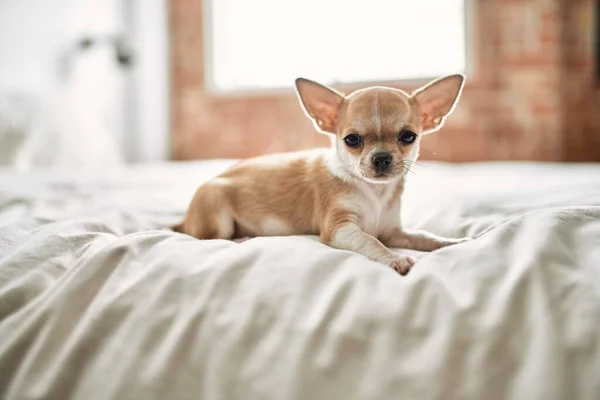 Beautiful Small Chihuahua Puppy Standing Bed Curious Happy Healthy Cute — Stock Photo, Image