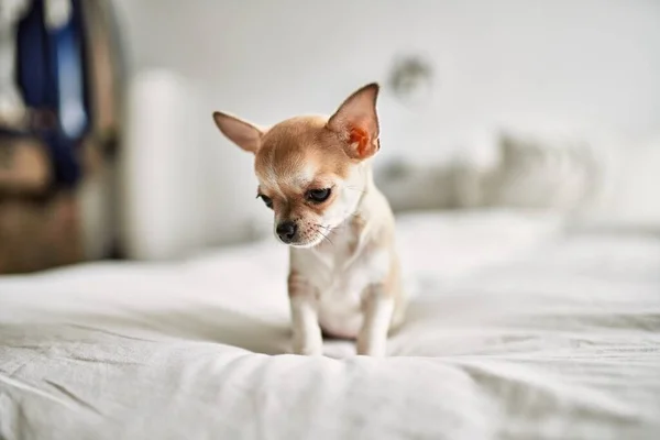 Bonito Filhote Cachorro Chihuahua Pequeno Cama Curioso Feliz Saudável Cão — Fotografia de Stock