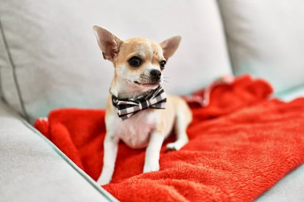 Hermoso Cachorro Chihuahua Pequeño Pie Sofá Curioso Feliz Lindo Perro —  Fotos de Stock