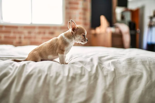 Schöne Kleine Chihuahua Welpen Stehen Auf Dem Bett Neugierig Und — Stockfoto