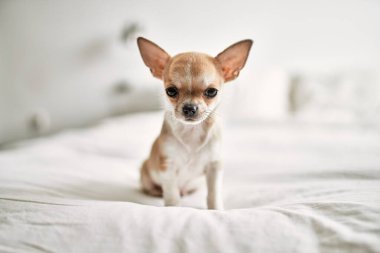 Güzel küçük bir chihuahua köpeği evde meraklı ve mutlu, sağlıklı bir bebek köpek gibi duruyor.