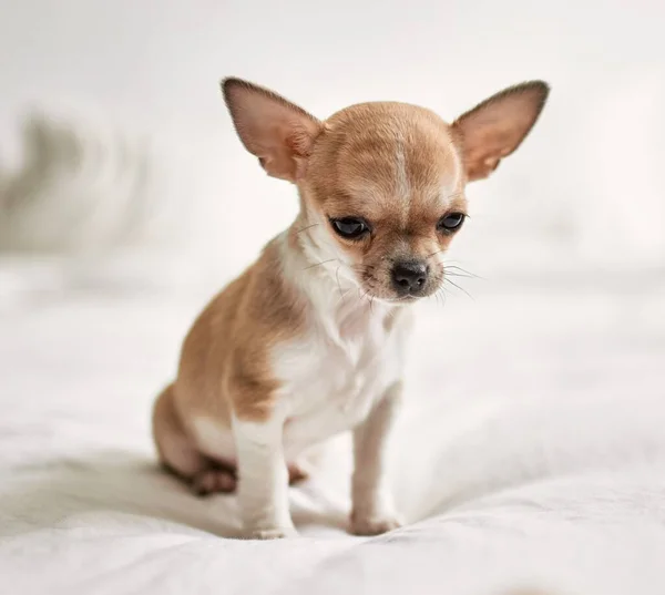 Schöne Kleine Chihuahua Welpen Stehen Auf Dem Bett Neugierig Und — Stockfoto