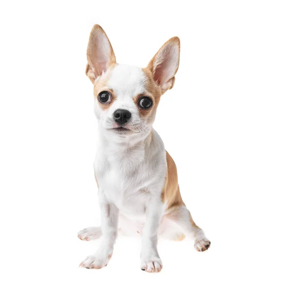 Beautiful Cute White Brown Mexican Chihuahua Dog Isolated Background Studio — Stock Photo, Image